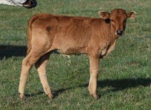 Adenium 26 Heifer