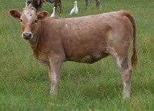 Lalea 26 Heifer