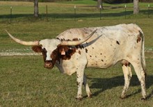 OL LENA