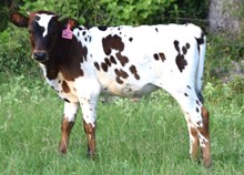 Penuchie 26 Heifer