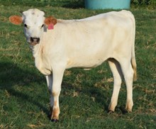 Polk Play 26 Heifer