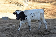 Dunk x Mercy 25 Bull calf