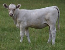 Moco 26 Heifer