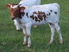 Flairup 26 Heifer
