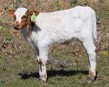 Playmate 26 Bull
