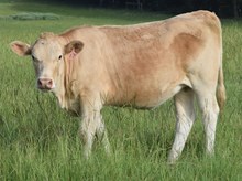 Abigail 25 Heifer