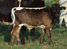 Nightshade 26 Bull