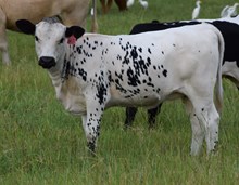 Poppy 26 Heifer