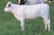 High Hopes 26 Heifer