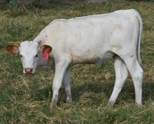 Outlook 26 Heifer