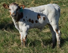 Sweeter 26 Bull
