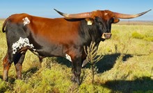 GLR CORONADO