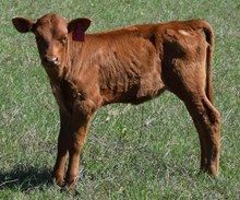 Gail 26 Heifer