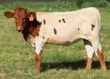 Asteria 26 Heifer