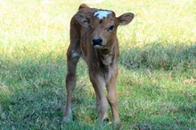 ATR BULL CALF