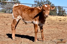 LILLY'S BULL CALF 2024