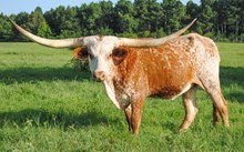 HBR Reba