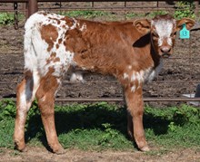 Della 26 Bull