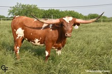 ECR MISS RODEO CELINA