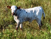 JLO X ECLIPSE #2 bull