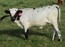Ugirl 26 Heifer