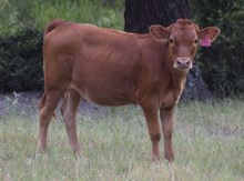 Fressia 26 Heifer