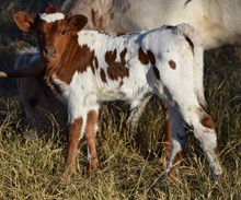 Luna 20 heifer