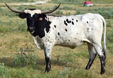 OL COYANOSA