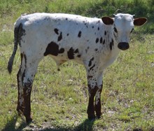 Colonel Rudder
