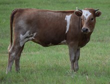Elsie Mae 26 Heifer