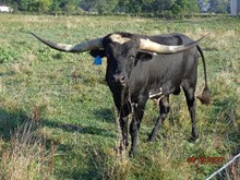MTR COWBOY BOOTS 18/109