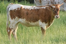 HELM Burning Prairie 582