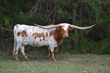 TLS GINGERSNAP