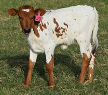 Sweet Mystery 26 heifer
