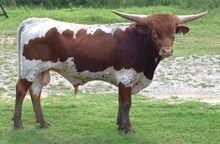 OL ZORVATH