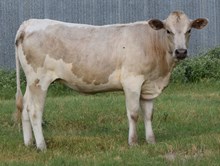 Katalina 25 heifer
