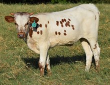 So Sweet 26 Bull