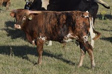 Senadue 25 Steer