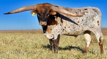 TEXAS TUFF GLR