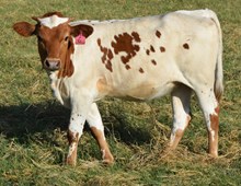 Playtime 26 Heifer