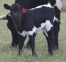 Katalina 26 Heifer