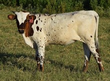 Awe Naw 26 heifer
