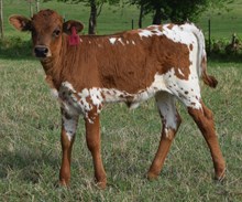 Senadu 26 Heifer