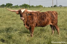 4L 20 Shades of Brindle