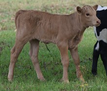 Waitout 24 Heifer