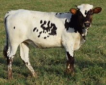 Wild Sugar 26 Heifer
