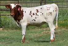 Miss Gala 25 Heifer