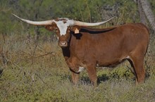 Duggan (Steer)