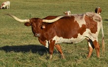 OL RURA