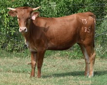 Americano 25 Heifer